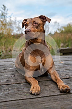 Doberman mix dog laying on a wood dock, lookup up adoringly, in a park photo