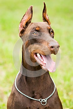 Doberman outdoors