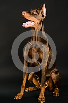 Doberman over black