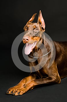 Doberman over black