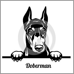 Doberman - Peeking Dogs - - breed face head isolated on white