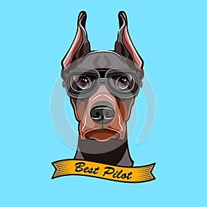 Doberman pilon. Dog in Pilot s glasses. Vector illustration.