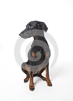 Doberman Pincher