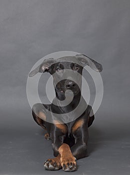 Doberman Pincher