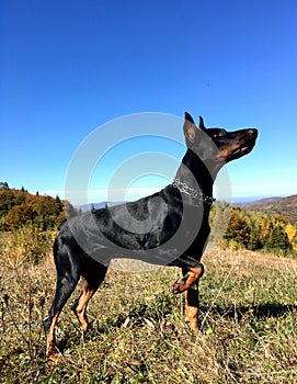 Doberman pincher, autumn in the mountains, a mountainous landscape on the background of a blue sky