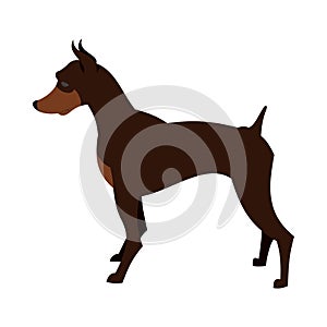 Doberman pincher dog