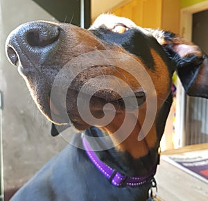 Doberman pincher dog face domestic pet vet