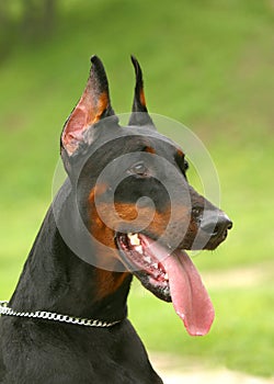 The Doberman Pinscher