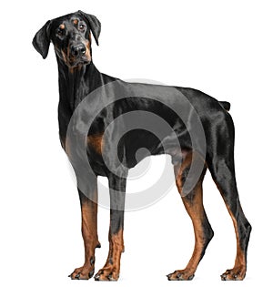 Doberman Pinscher, 13 months old, standing