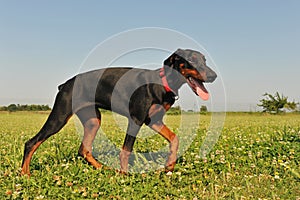 Doberman Pinscher