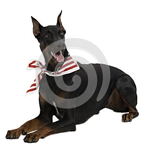 Doberman Pinscher
