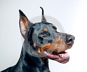 Doberman Pinscher