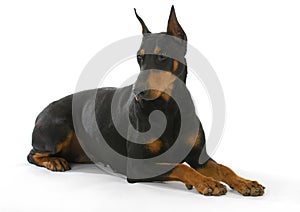 Doberman pinscher photo