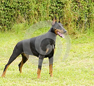 Doberman Pinscher