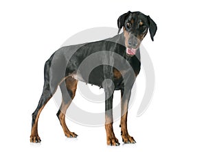 Doberman pinscher