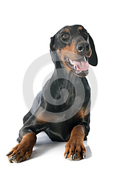 Doberman pinscher