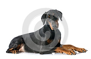 Doberman pinscher