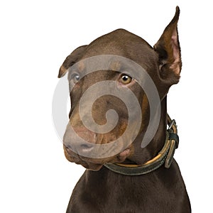 Doberman Pinscher (4 months)