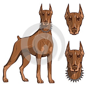 Doberman pinscher, american doberman, pet logo, dog doberman, colored pets for design, colour illustration suitable as logo