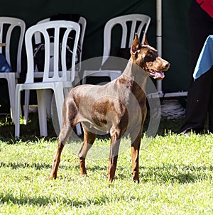 Doberman Pinscher (brown)