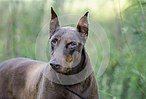 Doberman Pinscher dog