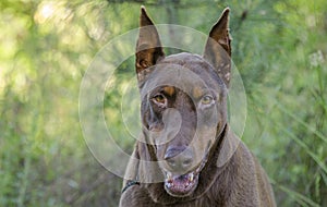 Doberman Pinscher dog