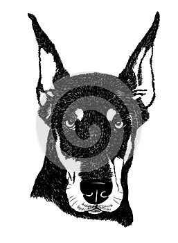 Doberman pinscher dog portrait illustration in vector photo