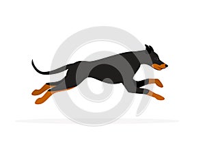 Doberman pinscher dog running isolated vector