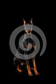 Doberman Pinscher Dog Sitting and Looking in Camera, isolated Black