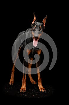 Doberman Pinscher Dog Standing and Looking in Camera, isolated Black