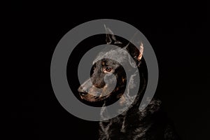 Doberman Pinscher Dog Standing and Looking in front of him on isolated Black background