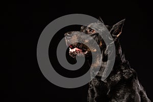 Doberman Pinscher Dog Standing and Looking in front of him on isolated Black background