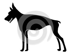 Doberman pinscher dog vector, beware of dog sign or tattoo