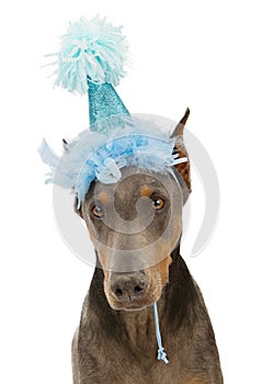 Doberman Pinscher Dog Wearing Party Hat