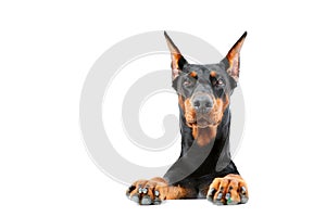 Doberman pinscher emerging from behind