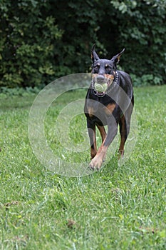 Doberman Pinscher fetching ball