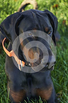 Doberman Pinscher in grass