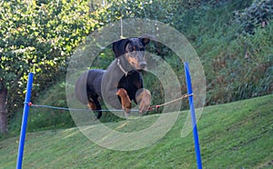 Doberman pinscher jumping