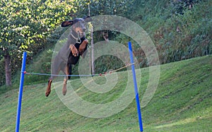 Doberman pinscher jumping