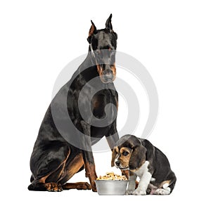 Doberman Pinscher looking down at a puppy eating