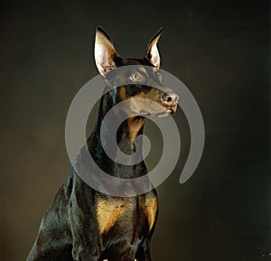 Doberman Pinscher looking in profile