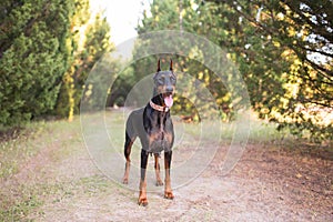 Doberman-pinscher outside in a wooded setting, black and tan