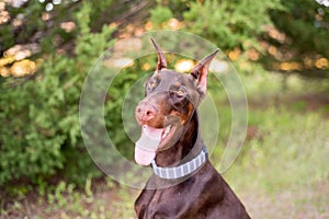 Doberman-pinscher outside in a wooded setting, black and tan