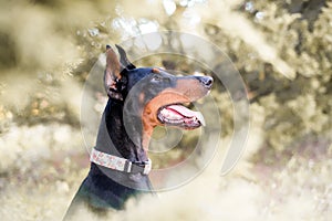 Doberman-pinscher outside in a wooded setting, black and tan