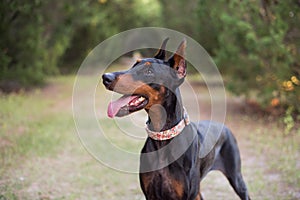 Doberman-pinscher outside in a wooded setting, black and tanDoberman-pinscher outside in a wooded setting, black and tan