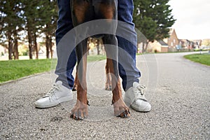 Doberman Pinscher with owner