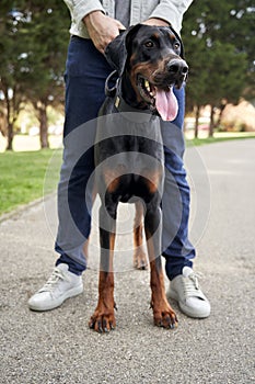 Doberman Pinscher with owner