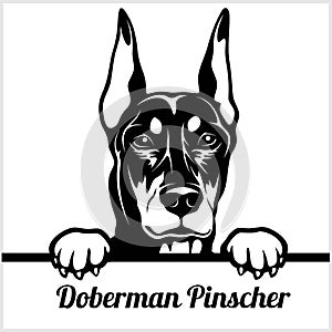 Doberman Pinscher - Peeking Dogs - - breed face head isolated on white photo