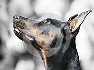 Doberman Pinscher portrait