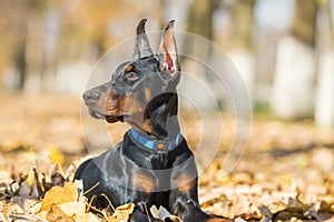 Doberman Pinscher portrait